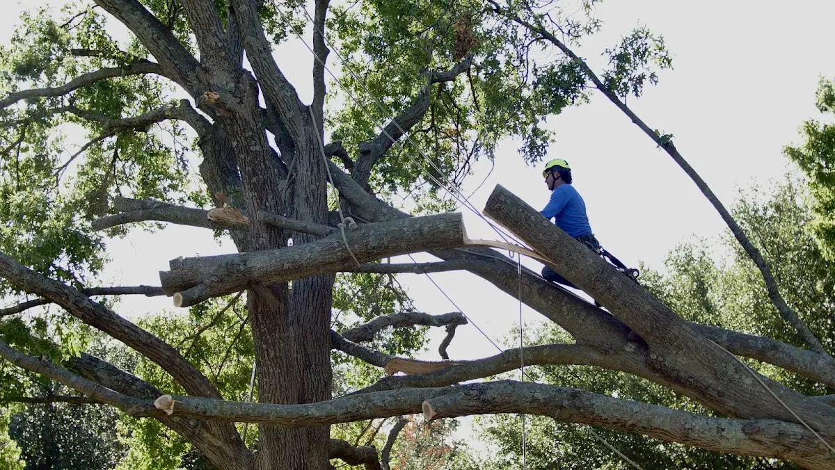 Professional Crown Thinning performed by certified arborists in Stark